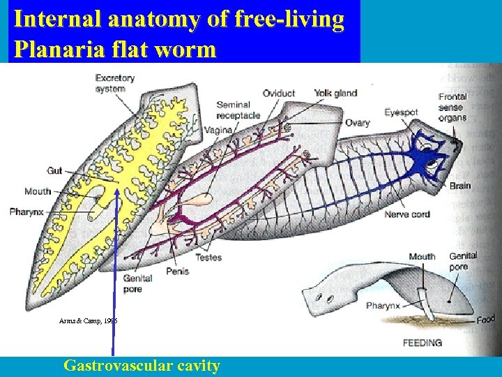 Internal anatomy of free-living Planaria flat worm Arms & Camp, 1995 Gastrovascular cavity 