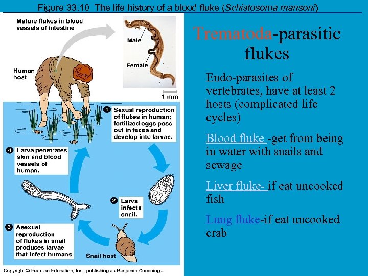 Figure 33. 10 The life history of a blood fluke (Schistosoma mansoni) Trematoda-parasitic flukes