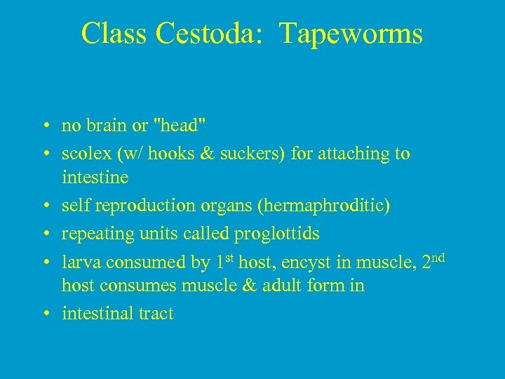 Class Cestoda: Tapeworms • no brain or 