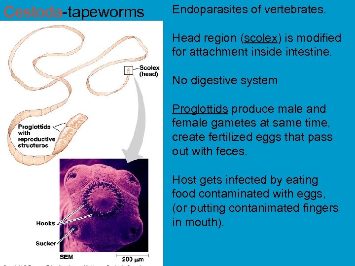 Cestoda-tapeworms Endoparasites of vertebrates. Head region (scolex) is modified for attachment inside intestine. No