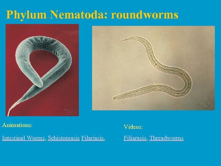 Phylum Nematoda: roundworms Animations: Videos: Intestinal Worms, Schistomasis Filariasis, Filiarasis, Threadworms 