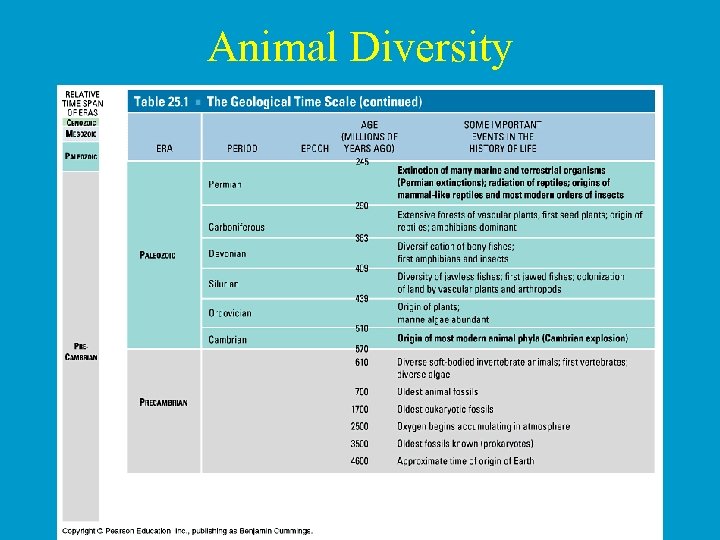 Animal Diversity 