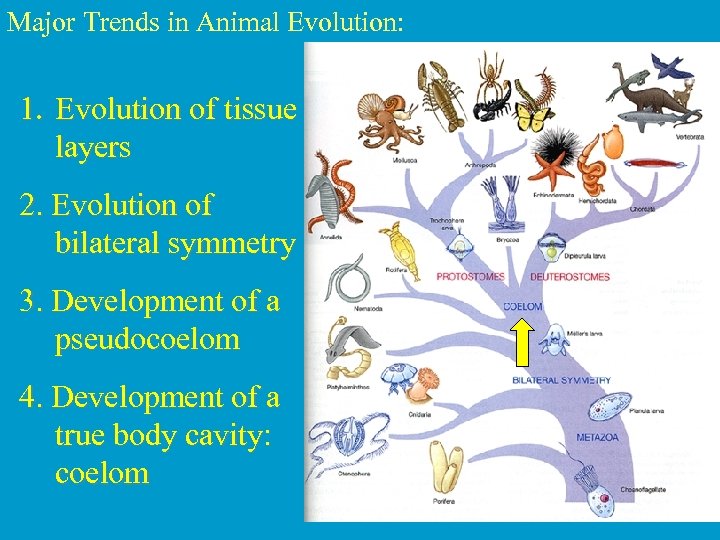 Major Trends in Animal Evolution: 1. Evolution of tissue layers 2. Evolution of bilateral