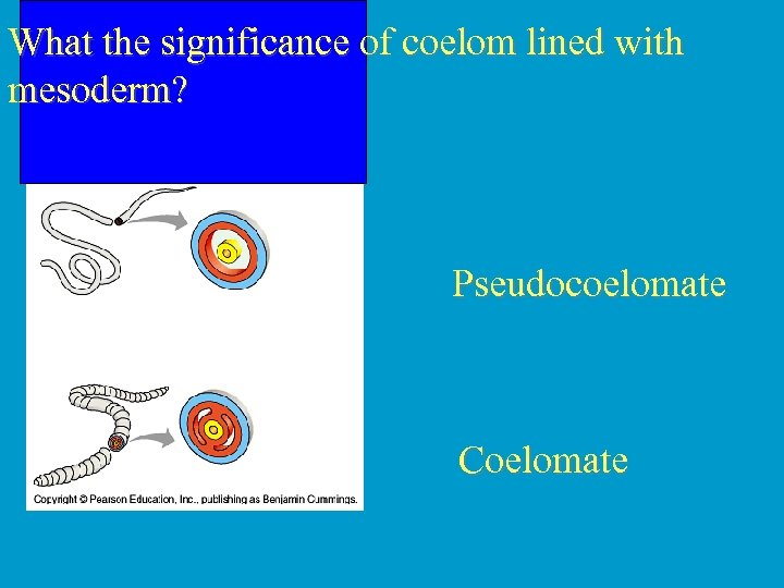 What the significance of coelom lined with mesoderm? Pseudocoelomate Coelomate 