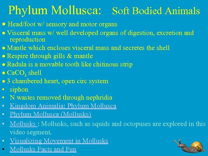 Phylum Mollusca: Soft Bodied Animals · Head/foot w/ sensory and motor organs · Visceral