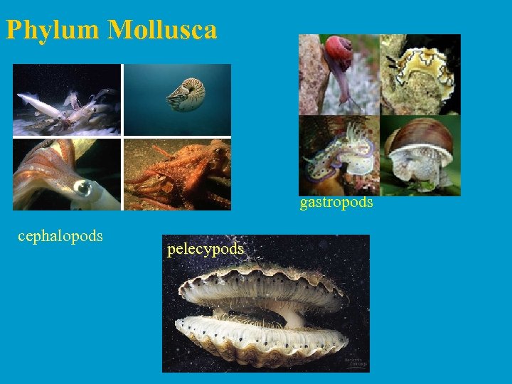 Phylum Mollusca gastropods cephalopods pelecypods 