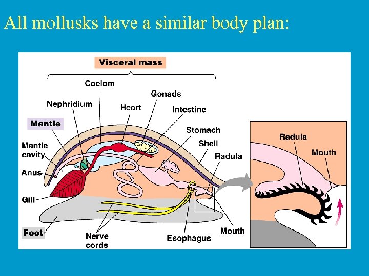 All mollusks have a similar body plan: 