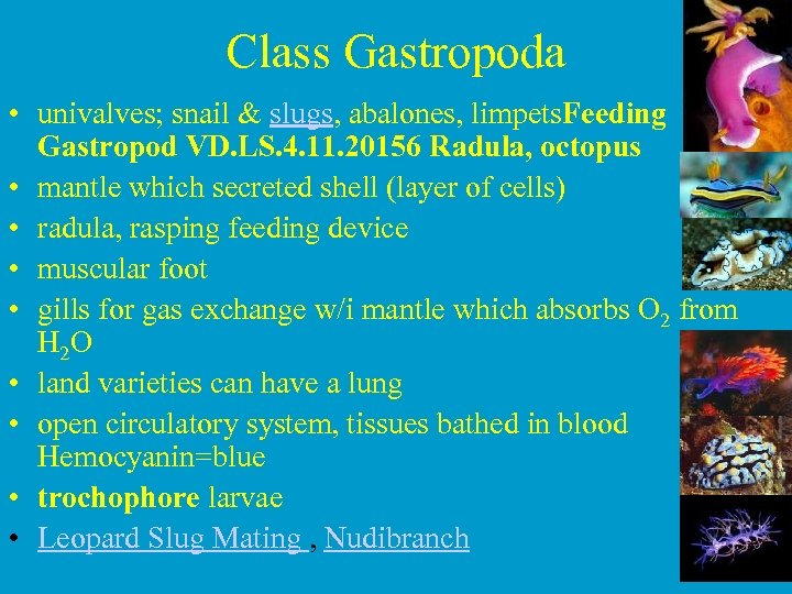 Class Gastropoda • univalves; snail & slugs, abalones, limpets. Feeding Gastropod VD. LS. 4.