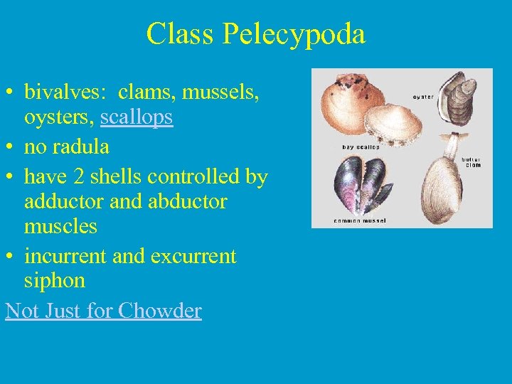 Class Pelecypoda • bivalves: clams, mussels, oysters, scallops • no radula • have 2