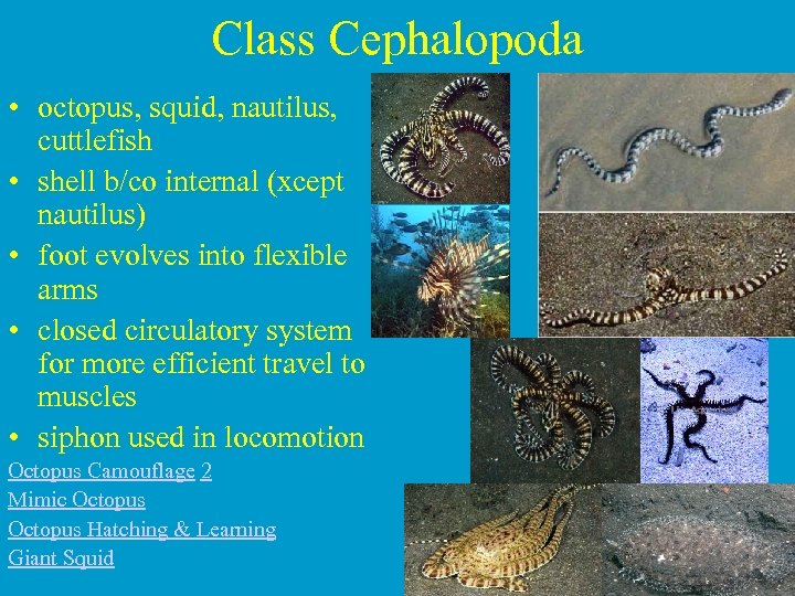 Class Cephalopoda • octopus, squid, nautilus, cuttlefish • shell b/co internal (xcept nautilus) •