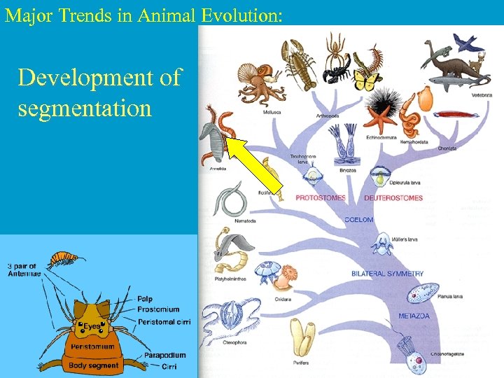 Major Trends in Animal Evolution: Development of segmentation 