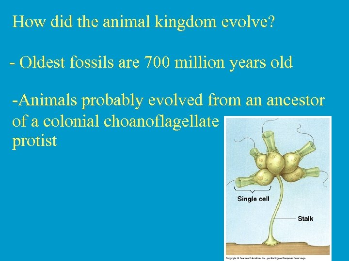 How did the animal kingdom evolve? - Oldest fossils are 700 million years old