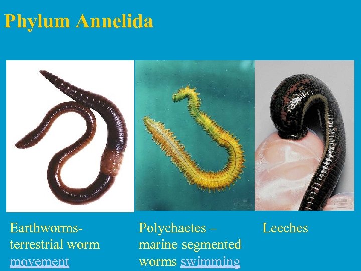 Phylum Annelida Earthworms- terrestrial worm movement Polychaetes – marine segmented worms swimming Leeches 