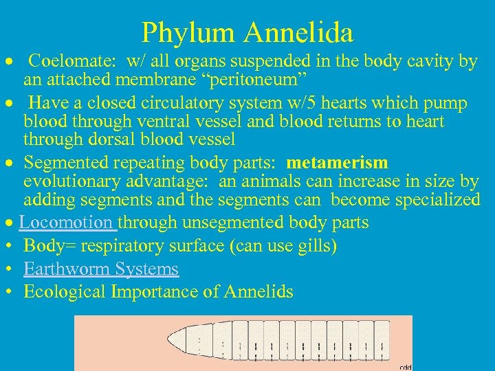 Phylum Annelida · Coelomate: w/ all organs suspended in the body cavity by an