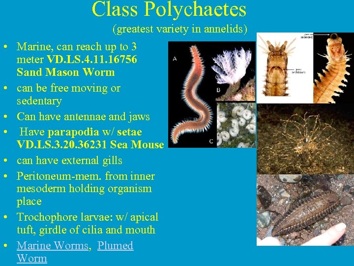 Class Polychaetes (greatest variety in annelids) • Marine, can reach up to 3 meter