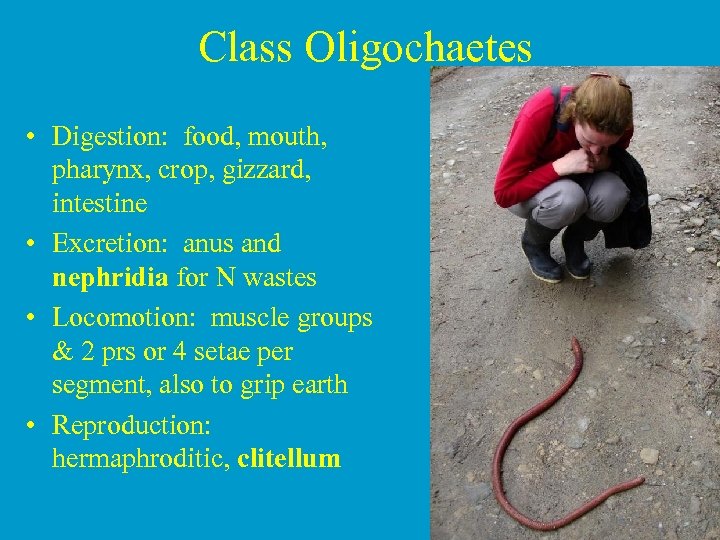 Class Oligochaetes • Digestion: food, mouth, pharynx, crop, gizzard, intestine • Excretion: anus and