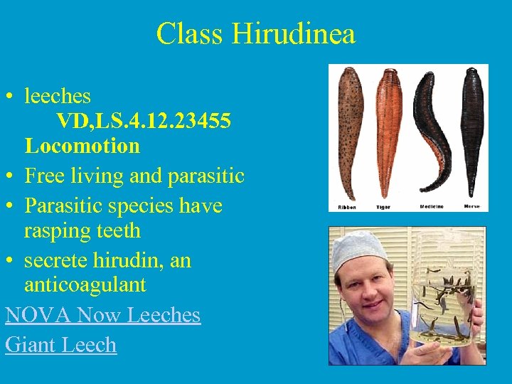 Class Hirudinea • leeches VD, LS. 4. 12. 23455 Locomotion • Free living and