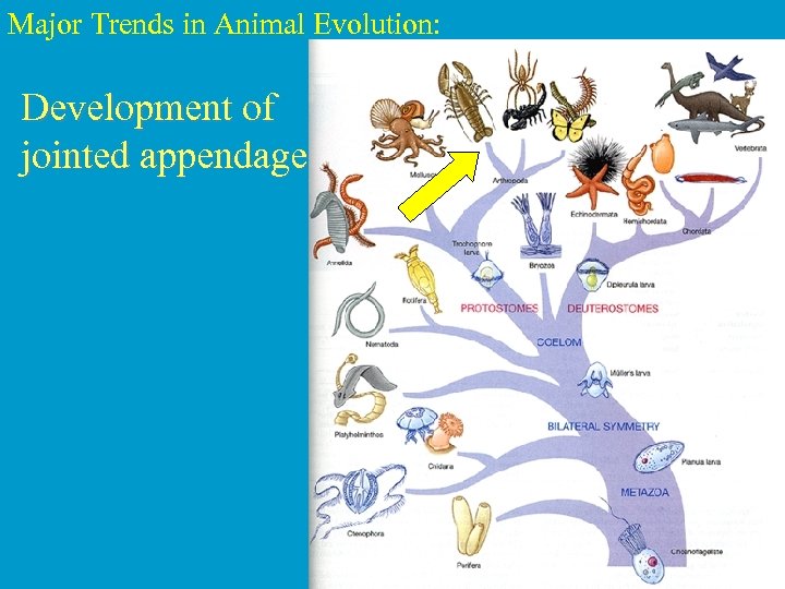 Major Trends in Animal Evolution: Development of jointed appendages 