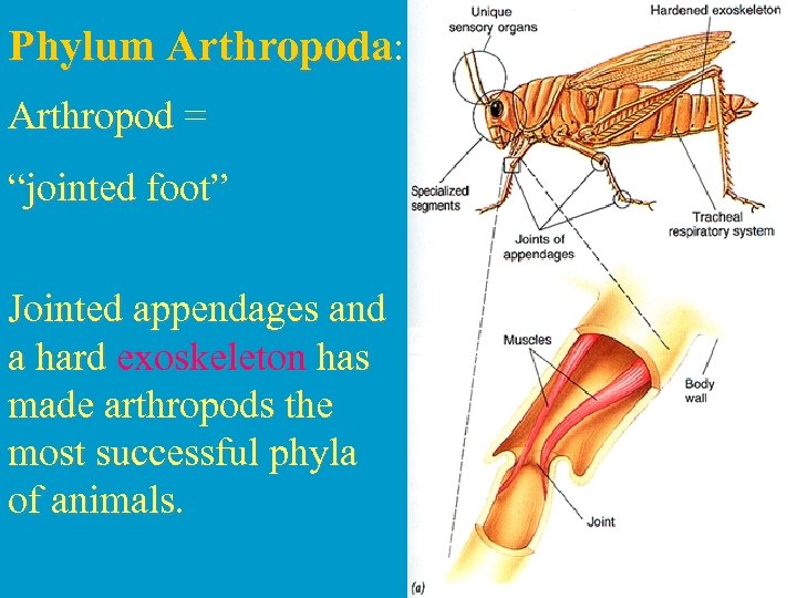 Phylum Arthropoda: Arthropod = “jointed foot” Jointed appendages and a hard exoskeleton has made