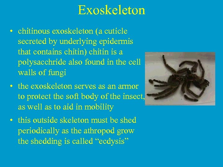 Exoskeleton • chitinous exoskeleton (a cuticle secreted by underlying epidermis that contains chitin) chitin