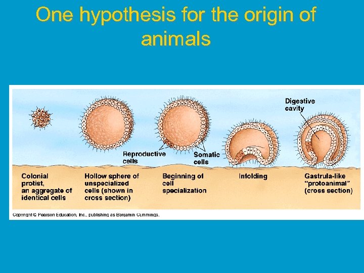 One hypothesis for the origin of animals 