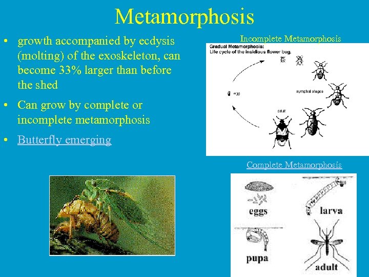 Metamorphosis • growth accompanied by ecdysis (molting) of the exoskeleton, can become 33% larger