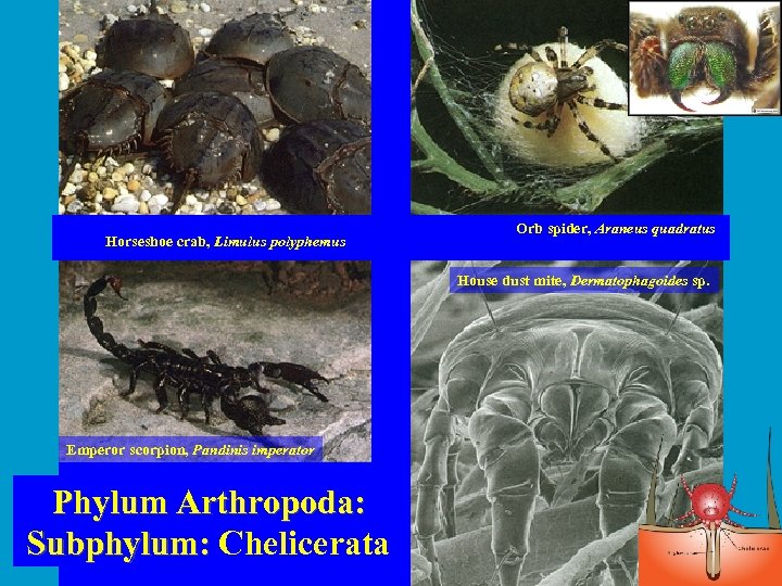 Horseshoe crab, Limulus polyphemus Orb spider, Araneus quadratus House dust mite, Dermatophagoides sp. Emperor