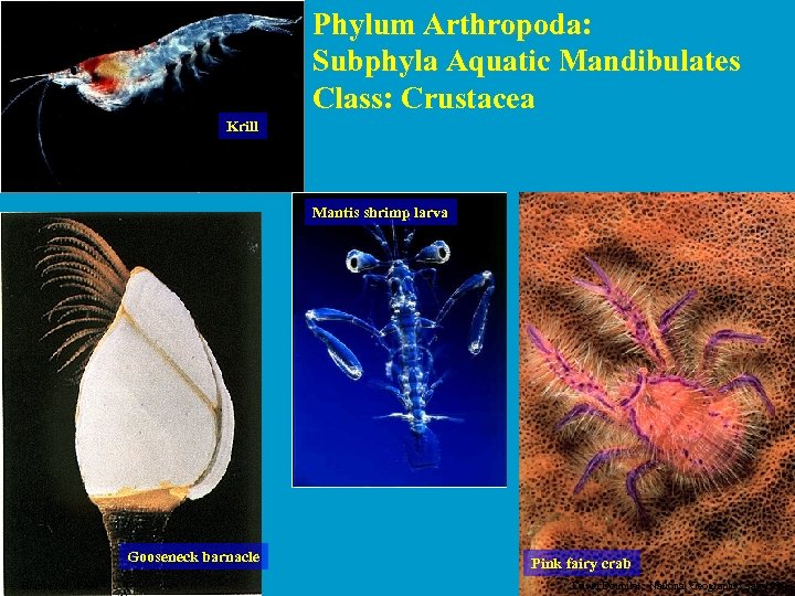 Phylum Arthropoda: Subphyla Aquatic Mandibulates Class: Crustacea Krill http: //members. aol. com/iq 3 d