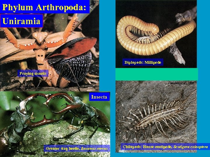 Phylum Arthropoda: Uniramia Diplopods: Millipede Praying mantis Campbell et al. , 1999 Potter 1982