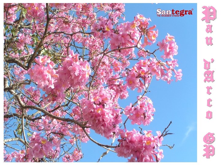 P a u d’ A r c o G P 