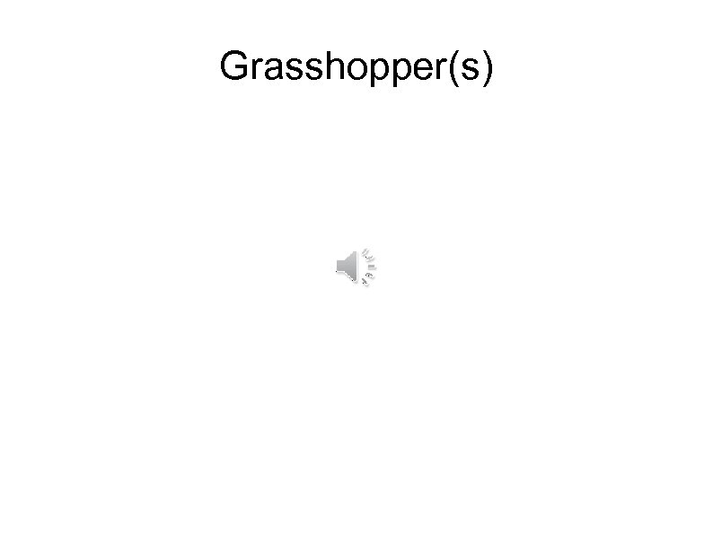 Grasshopper(s) 