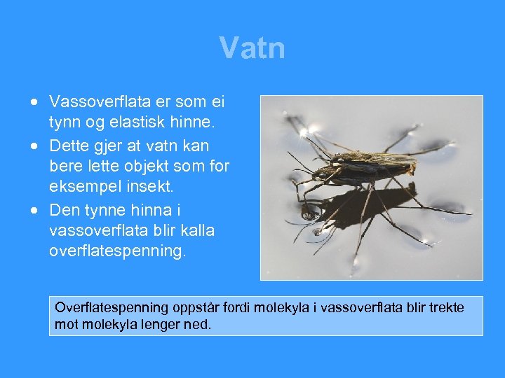 Vatn · Vassoverflata er som ei tynn og elastisk hinne. · Dette gjer at