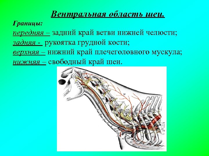 Вентральная область шеи. Границы: передняя – задний край ветви нижней челюсти; задняя - рукоятка