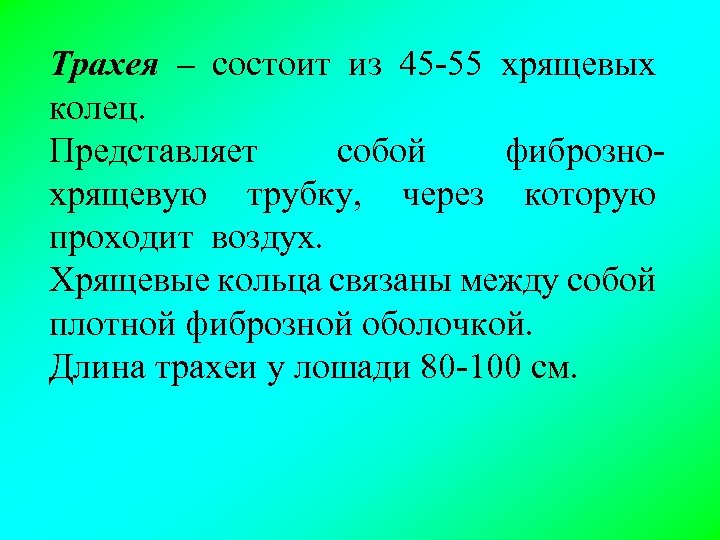 Трахея – состоит из 45 -55 хрящевых колец. Представляет собой фибрознохрящевую трубку, через которую