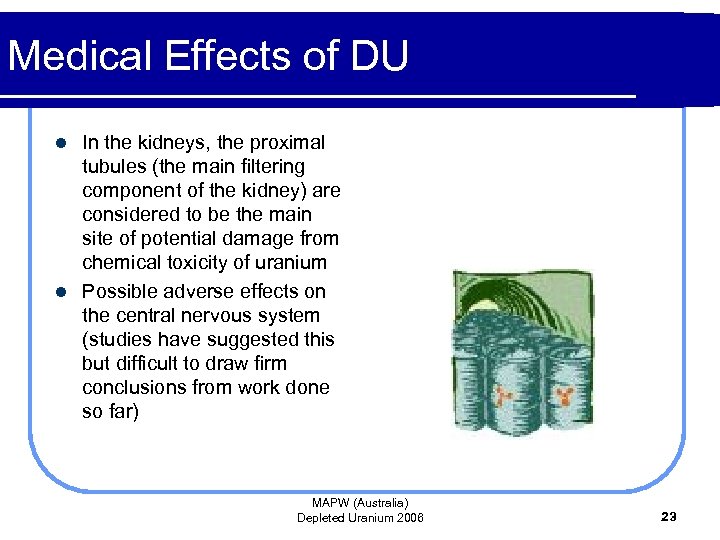 Medical Effects of DU In the kidneys, the proximal tubules (the main filtering component