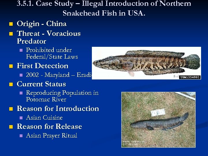 n n 3. 5. 1. Case Study – Illegal Introduction of Northern Snakehead Fish