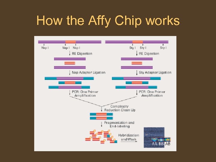 How the Affy Chip works 