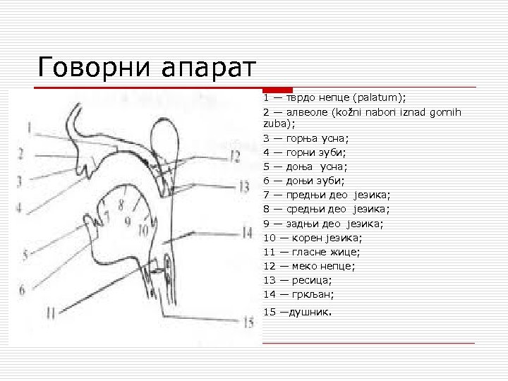 Говорни апарат 1 — тврдо непце (palatum); 2 — алвеоле (kožni nabori iznad gornih