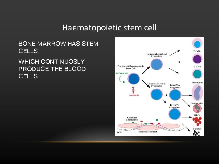 Haematopoietic stem cell BONE MARROW HAS STEM CELLS WHICH CONTINUOSLY PRODUCE THE BLOOD CELLS