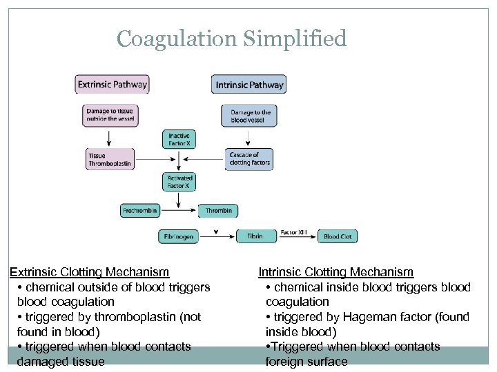 Coagulation Simplified Extrinsic Clotting Mechanism • chemical outside of blood triggers blood coagulation •