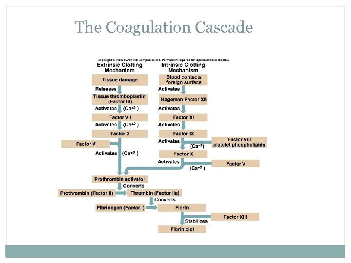 The Coagulation Cascade 