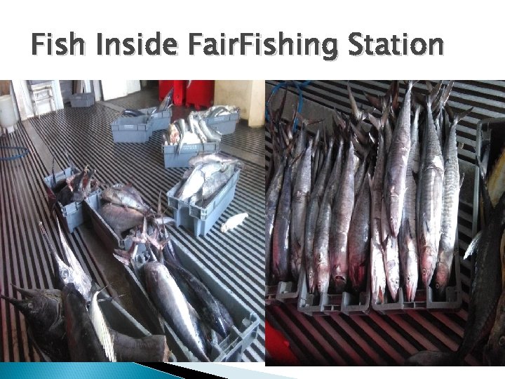 Fish Inside Fair. Fishing Station 