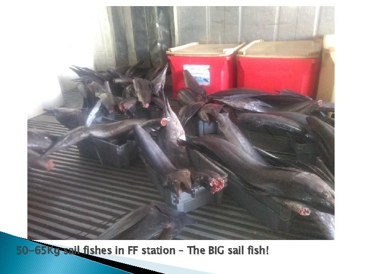 50 -65 Kg sail fishes in FF station – The BIG sail fish! 