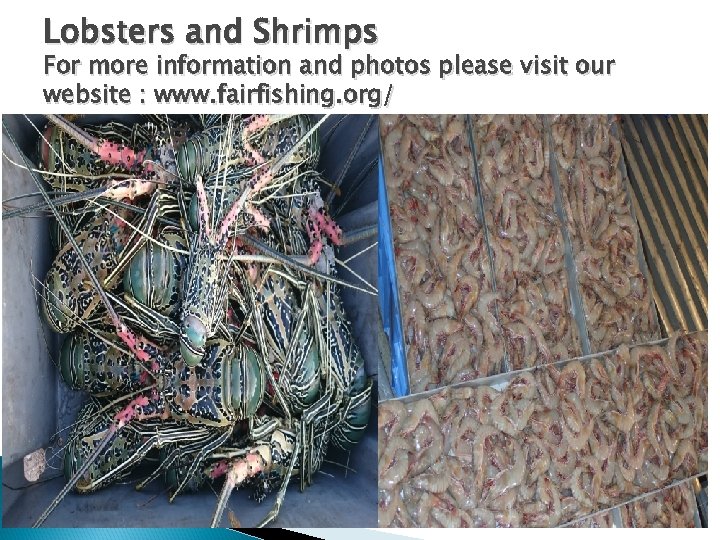 Lobsters and Shrimps For more information and photos please visit our website : www.