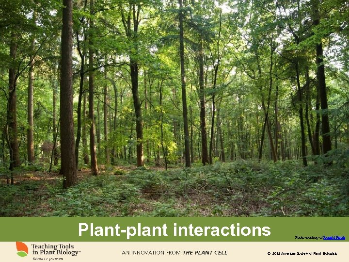 Plant-plant interactions Photo courtesy of Ronald Pierik © 2013 American Society of Plant Biologists