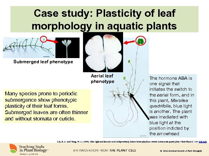 Case study: Plasticity of leaf morphology in aquatic plants Submerged leaf phenotype Aerial leaf