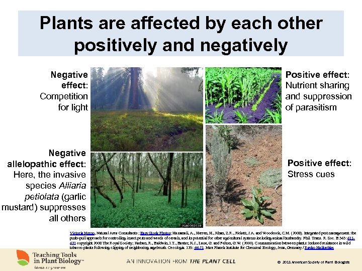 Plants are affected by each other positively and negatively Negative effect: Competition for light