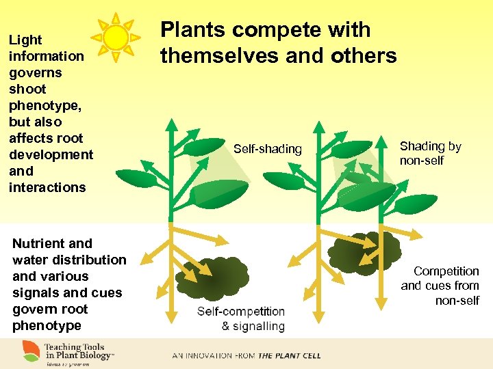 Light information governs shoot phenotype, but also affects root development and interactions Nutrient and