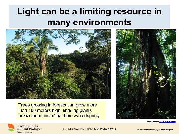 Light can be a limiting resource in many environments Trees growing in forests can
