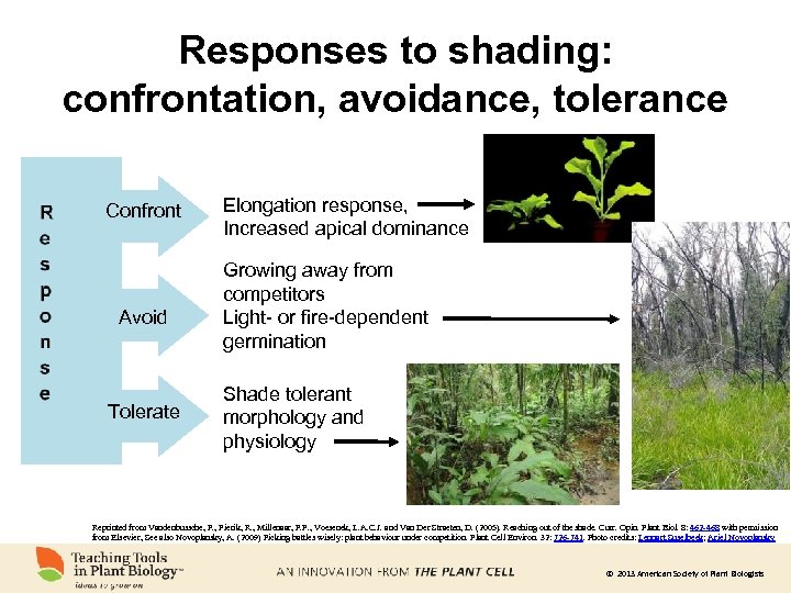 Responses to shading: confrontation, avoidance, tolerance Confront Avoid Tolerate Elongation response, Increased apical dominance